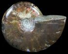 Flashy Red Iridescent Ammonite - Wide #59904-1
